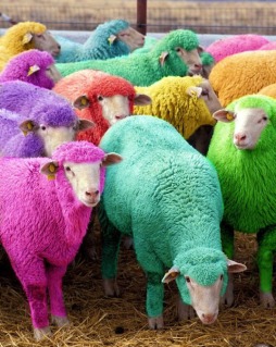 moutons-colores